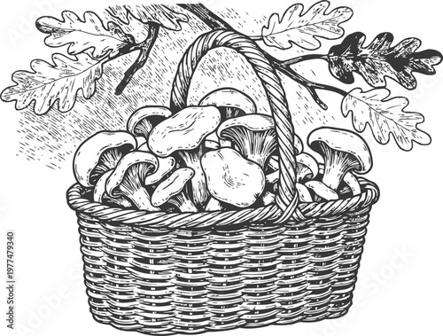 Basket of wild mushrooms with oak leaves hand drawn forest fungi, natural organic harvest and autumn gathering concept