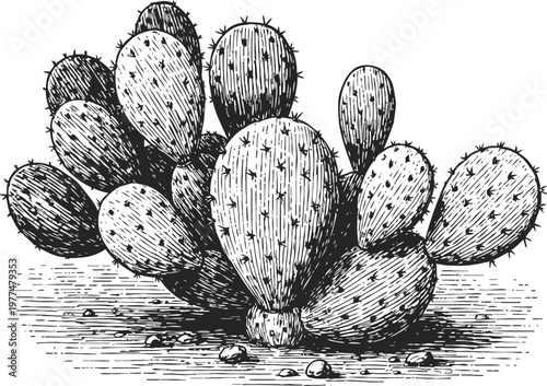 Prickly pear cactus plant with multiple pads and spines in desert landscape black and white sketch