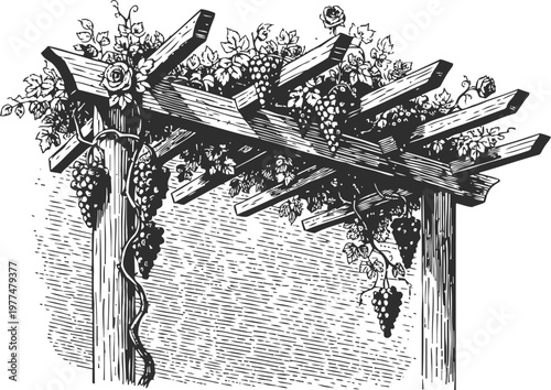 wooden pergola with grapevine and hanging grape clusters vintage botanical illustration