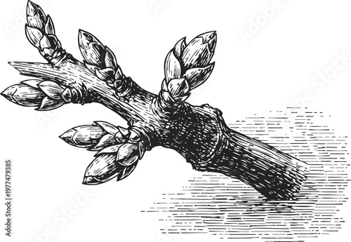 Detailed hand drawn sketch of a tree branch with buds growing, natural botanical illustration