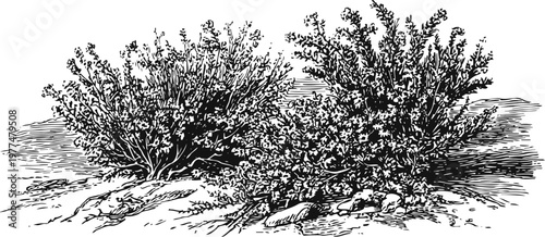 Detailed black and white vintage illustration of dense shrub bushes growing on rocky ground