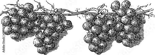 Vintage grapevine illustration with detailed cluster of grapes on a vine branch