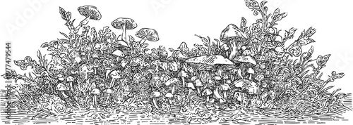 Vintage botanical illustration of wild mushrooms growing among grass and foliage