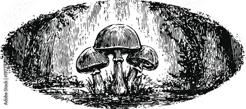 Black and white vintage illustration of mushrooms growing in forest undergrowth with detailed shading and texture