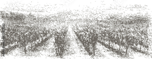 Vintage vineyard landscape grapevines rows, rural agriculture scene with textured sketch effect