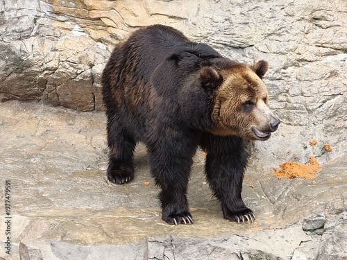 Grizzly Brown Bear Standing on Rocky Ground Side View