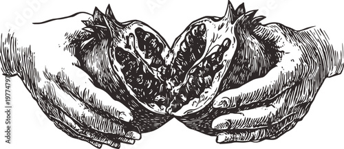 Hand drawn illustration of two hands holding a split pomegranate fruit with seeds