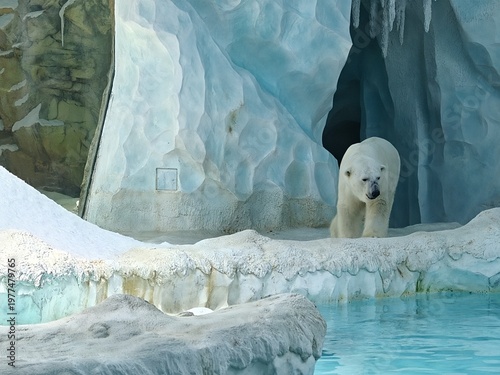 Polar Bear Near Ice Cave Entrance at Zoo Arctic Habitat