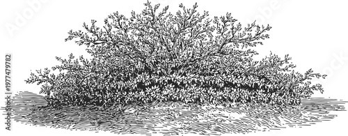 Intricate black and white engraving of a dense shrub with detailed leaves and branches