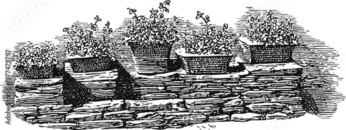 Vintage illustration of a stone garden wall with potted plants and foliage detail