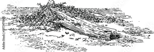 vintage fallen tree trunk with roots lying on the ground hand drawn forest nature illustration