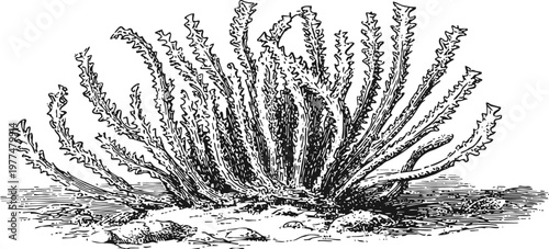 vintage illustration of a spiky desert plant with long narrow leaves in sandy soil