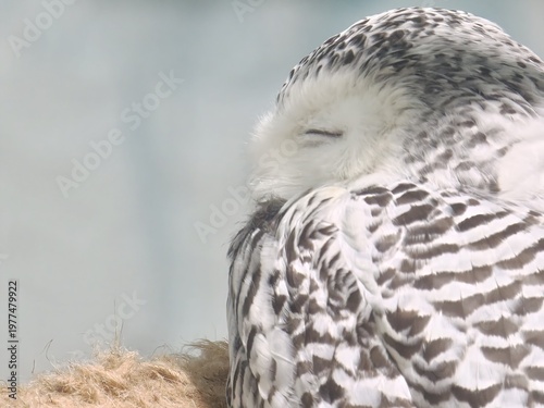 Snowy Owl Sleeping Eyes Closed Fluffy White Feathers