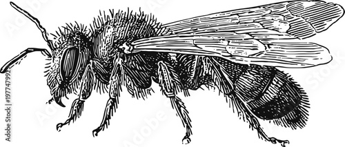 Detailed vintage illustration of a bee side view with wings and antennae, textured body and legs