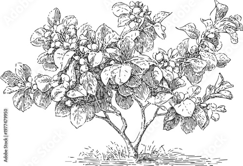black and white botanical illustration of a leafy fruit bearing tree branch with detailed flowers and berries