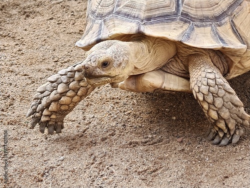 Sulcata Tortoise Side Profile Walking on Sand