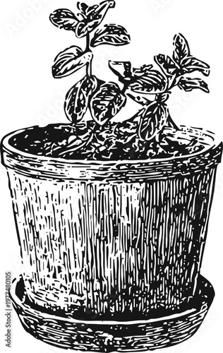 Hand drawn potted plant with leaves growing in soil garden herb or houseplant in decorative container