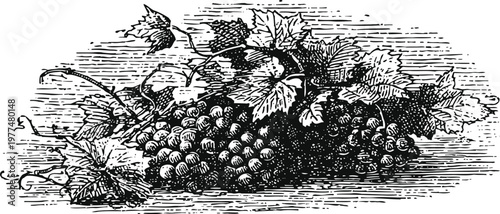 Vintage engraving of ripe grape bunches with vine leaves in black and white illustration