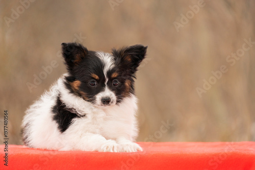 Tableau sur toile A beautiful black and white Papillon puppy lies comfortably during a photoshoot