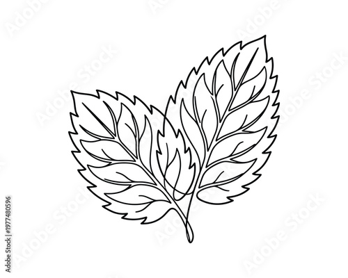 Continuous one line drawing of mint herbal leaves for organic cosmetic product packaging or botanical branding