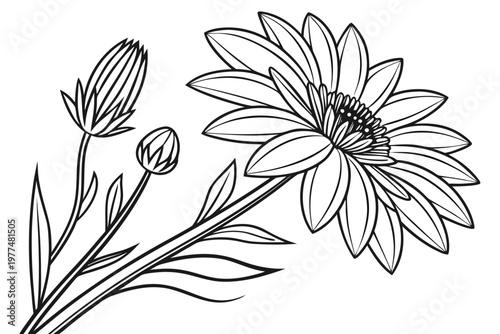 coloring page line art the aster flower black vector