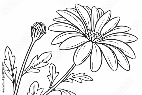 coloring page line art the aster flower black vector
