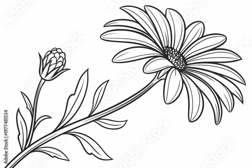 coloring page line art the aster flower black vector