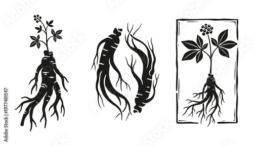 Ginseng root botanical illustrations showing medicinal plant parts and herbal extracts for wellness vector