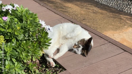 White cat lounging on sunlit wooden deck near green foliage; relaxed and tranquil scene