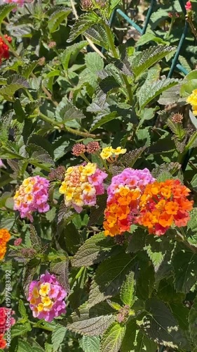 Colorful lantana flowers in full bloom in a garden setting with lush green leaves