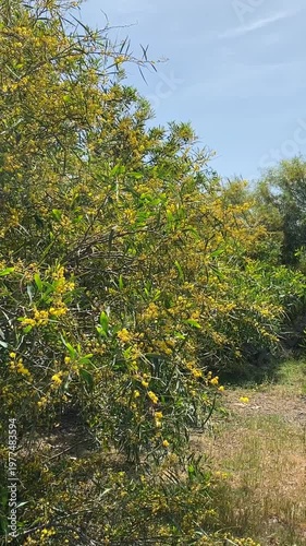 Yellow acacia trees in full bloom with vibrant green leaves under a clear blue sky background