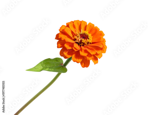 Bright orange flower with green stem and leaves against white