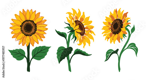 Three sunflowers with leaves and stems in yellow orange and brown isolated on transparent