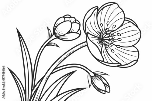 coloring page line art the buttercup flower black vector