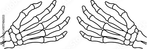 Two detailed line drawings of human skeleton hands, with fingers extended, presented against a clean white backdrop