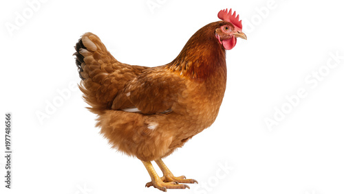Brown Hen Standing Profile View with Red Comb and Yellow Feet