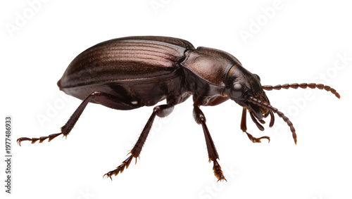Фотография Dark brown beetle with long antennae and textured carapace