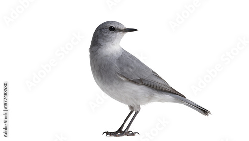 Φωτογραφία Gray slender Northern Mockingbird perched on a branch