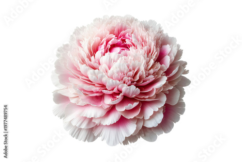 pink peony flower isolated on white background