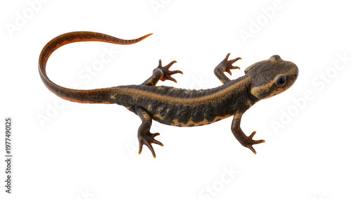 Fotografi Dark Brown Eastern Newt Amphibian with Yellow Spots and Curved Tail