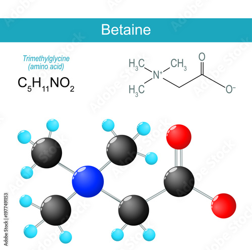 Betaine molecule. Molecular chemical structural formula and model of Trimethylglycine