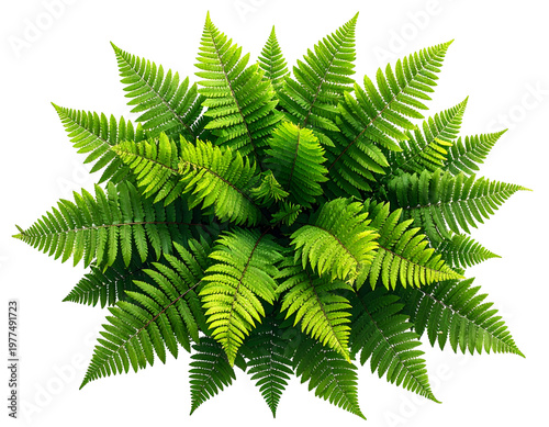 Vibrant green fern fronds arranged in a radial pattern