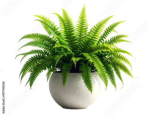 Lush green fern in a simple white pot, isolated on white