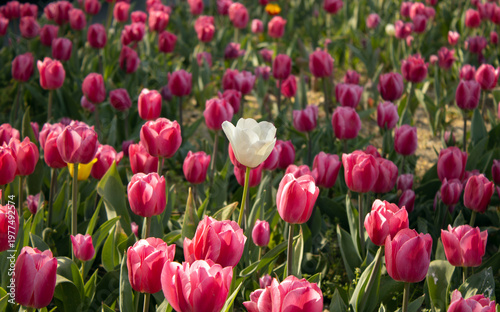 A single white tulip among many pink tulips. The concept of uniqueness and standing out from the crowd.