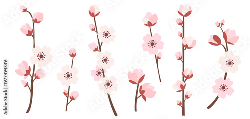 A set of cherry blossom branches are isolated on a white background. Branch chinese silhouette with background pink symbol for japanese new isolated. East decoration blossom with nature. EPS10