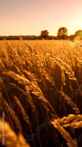 A serene and warm golden wheat field during sunset