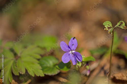 picture of a wild violet viola flower in a forest in springtime