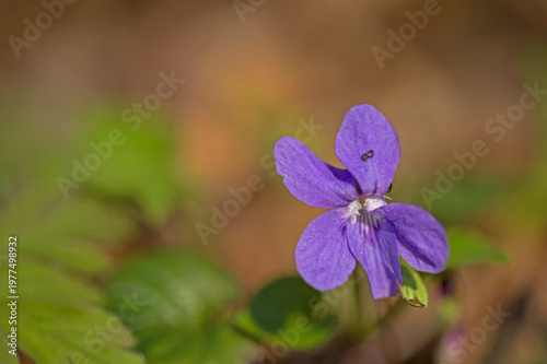 macro picture of a wild violet viola flower in a forest in springtime