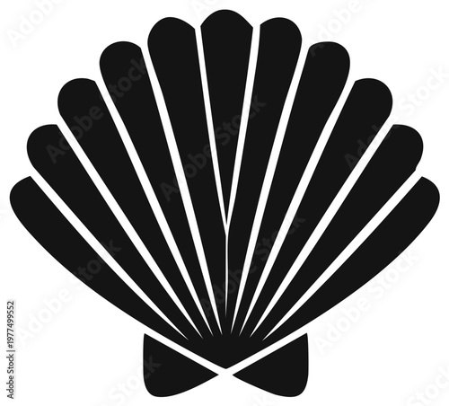 Black and white seashell illustration, isolated graphic element.