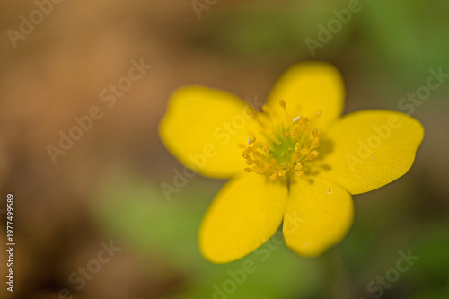 macro of a yellow wood anemone flower in a forest in spring